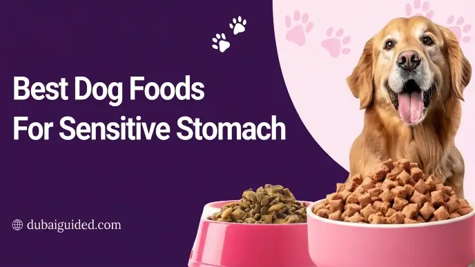 Best Dog Foods for Sensitive Stomach